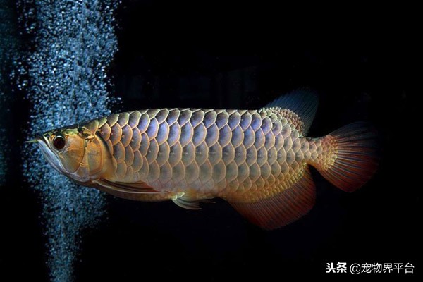 龙鱼反垢前后对比照,如何避免龙鱼兜嘴