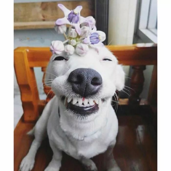 吃东西塞牙很严重怎么办,牙缝太大总塞牙导致牙疼