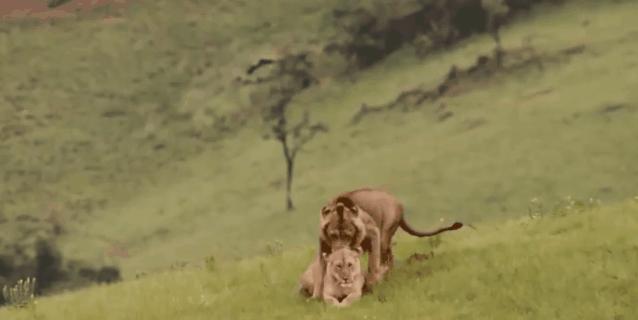 母狮一天发情40次,还追着公狮咬蛋蛋?根本不是这样啊....