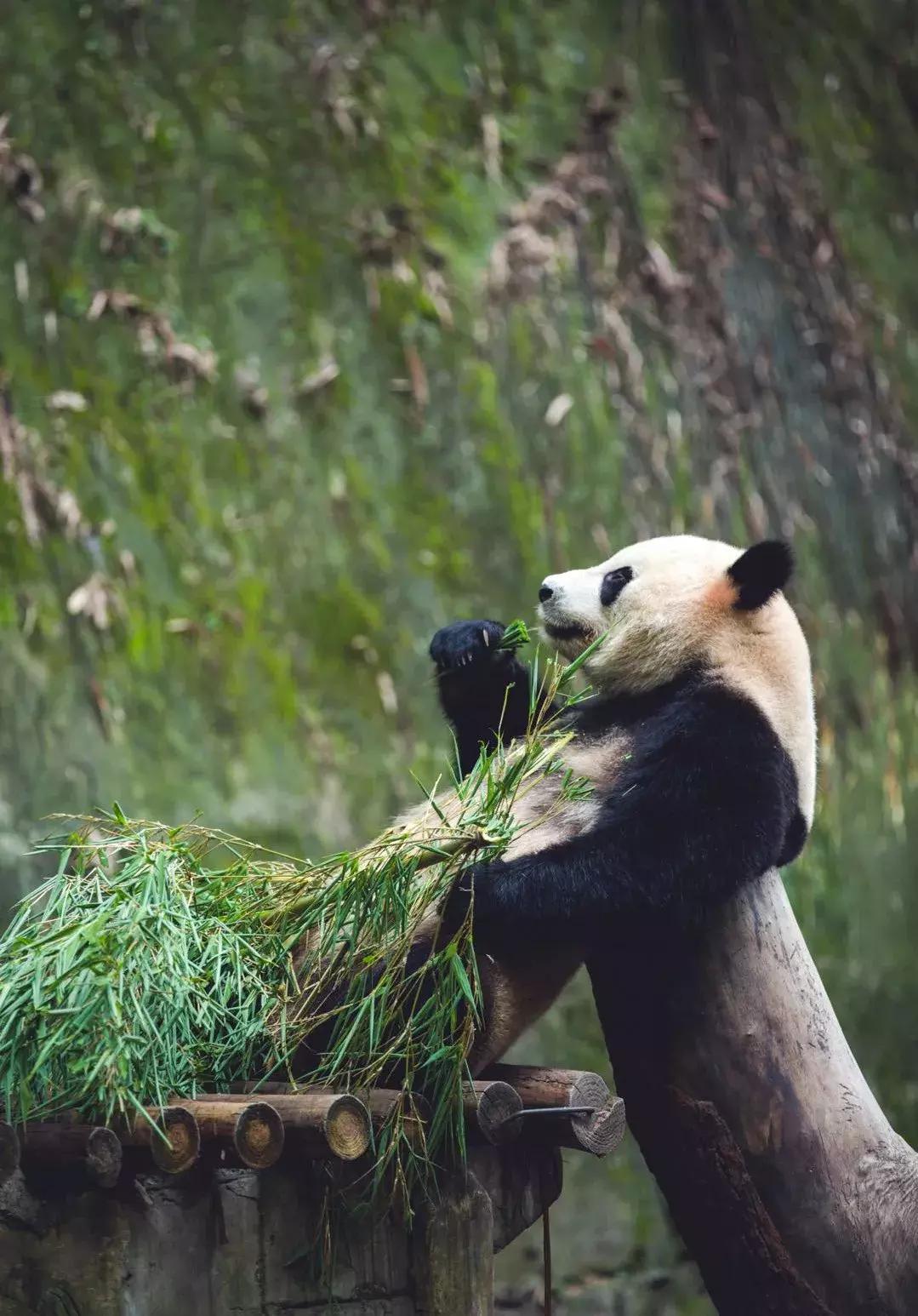 你才可爱你全家都可爱怎么回,你才可爱你全家都可爱出处