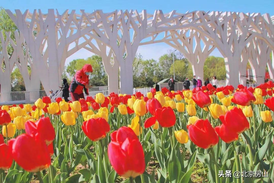 房山区长阳公园郁金香花,房山长阳公园郁金香花开了吗