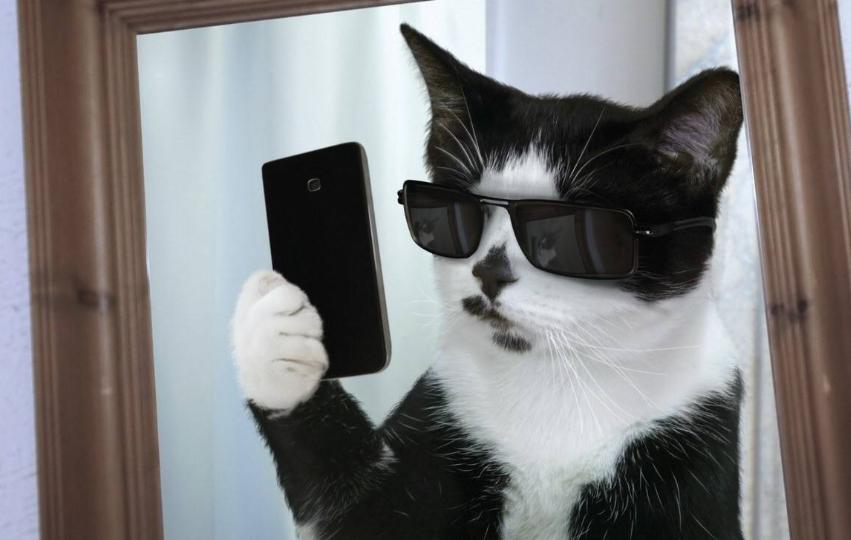 家里猫咪发情了？你知道该如何给它挑选好的配偶吗？