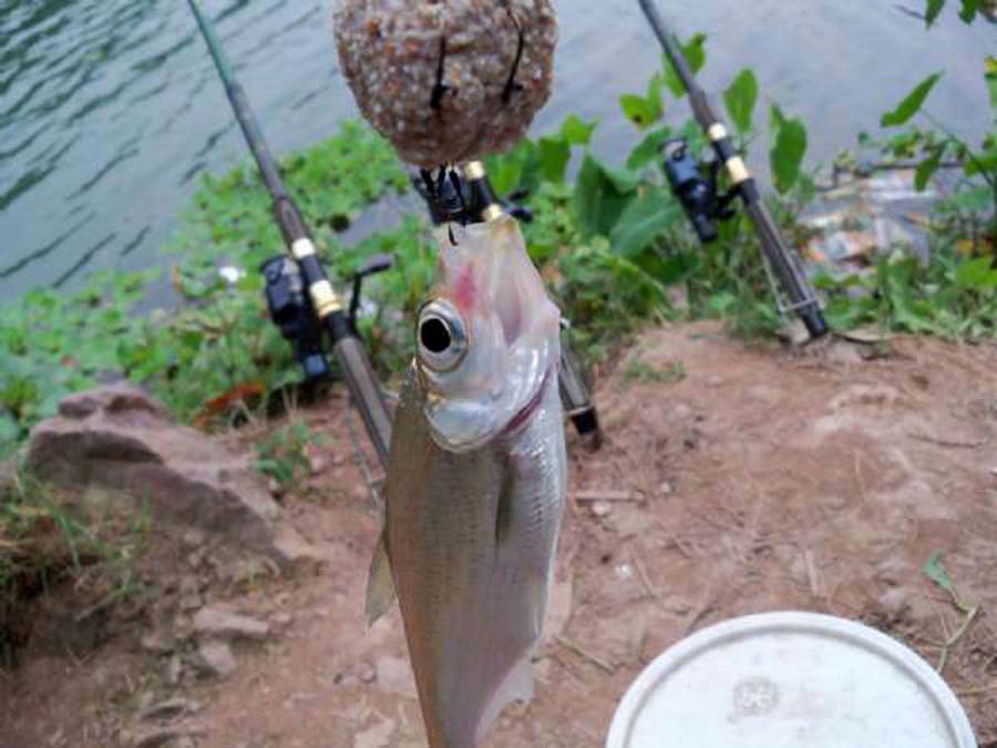 海竿钓不到鲤鱼怎么回事,海竿钓不到鲢鳙是什么原因