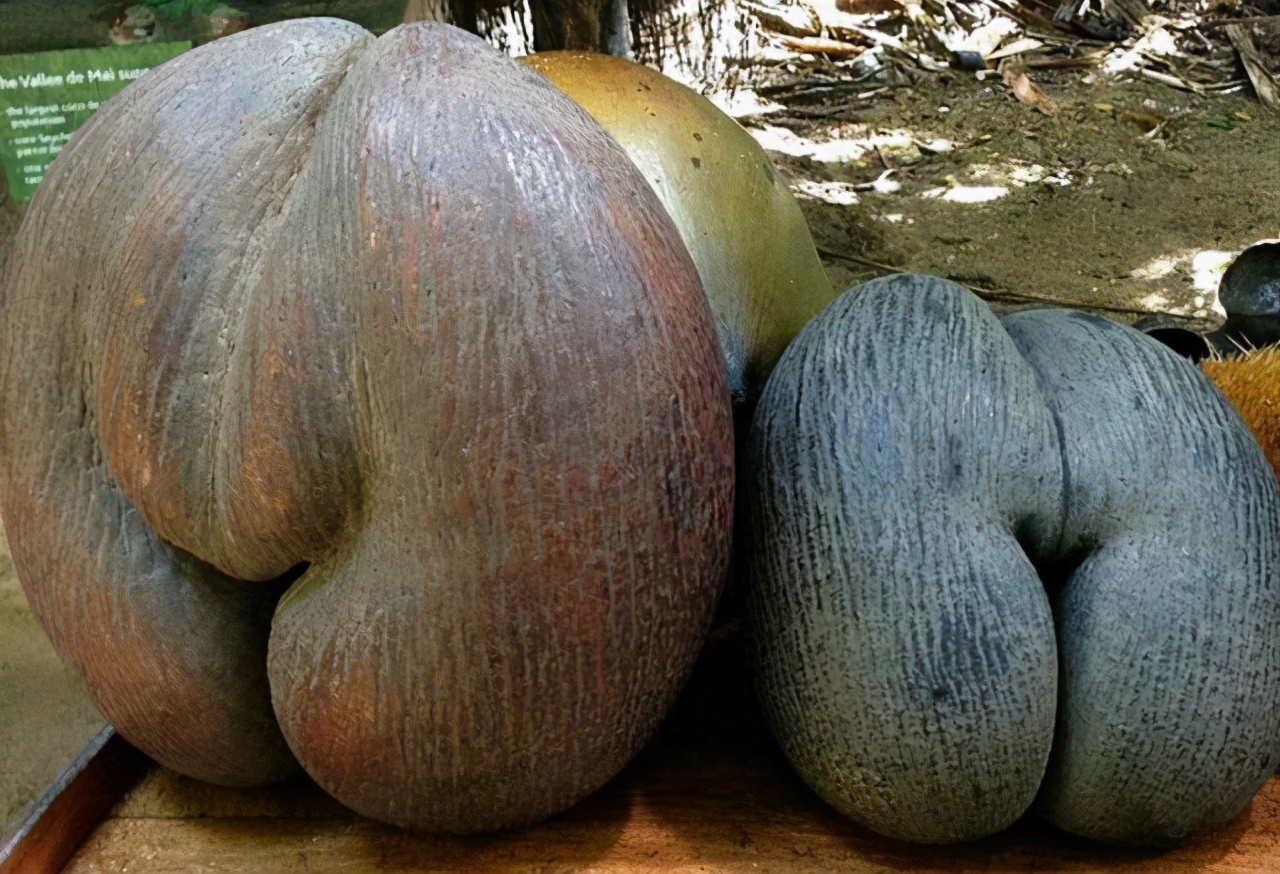 奇形怪状的猕猴桃图,12个奇异果图片