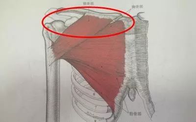 练胸肌中缝哑铃,胸肌中缝如何练