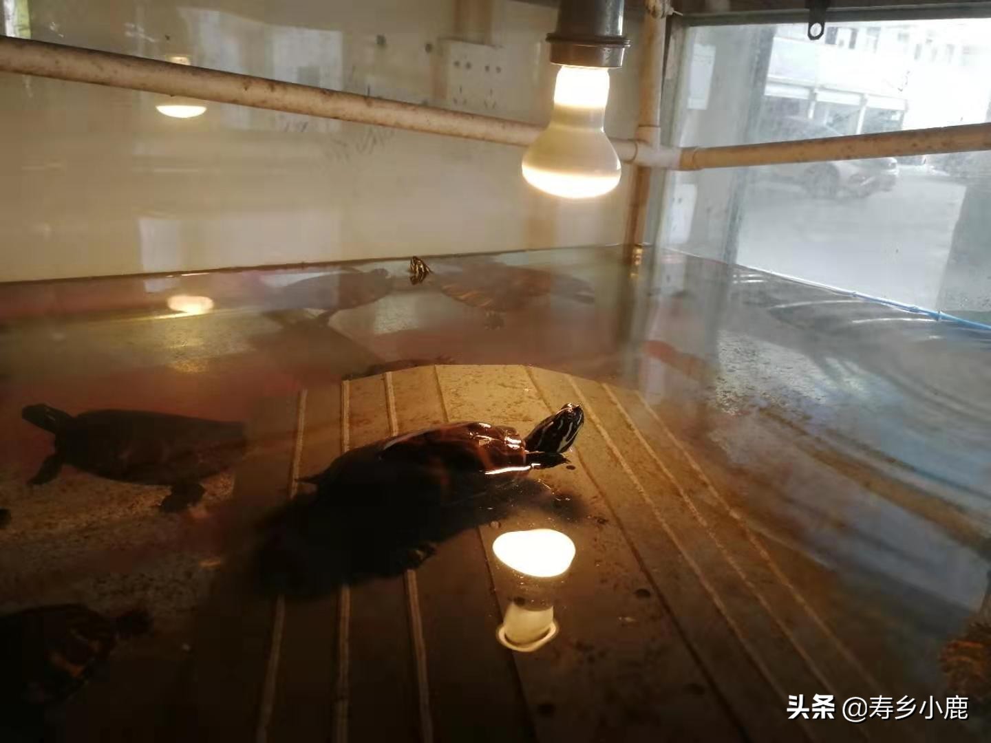 龟浮水什么样,龟浮水的原因