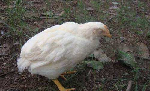 慢性萎缩性胃炎的病因与发病机制,腺胃炎的发病原理