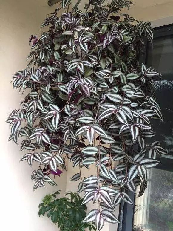 18种院子好看的花儿,18种漂亮的花