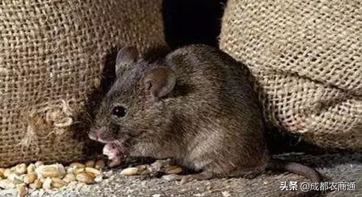 防治鼠害,鼠害的防治方法
