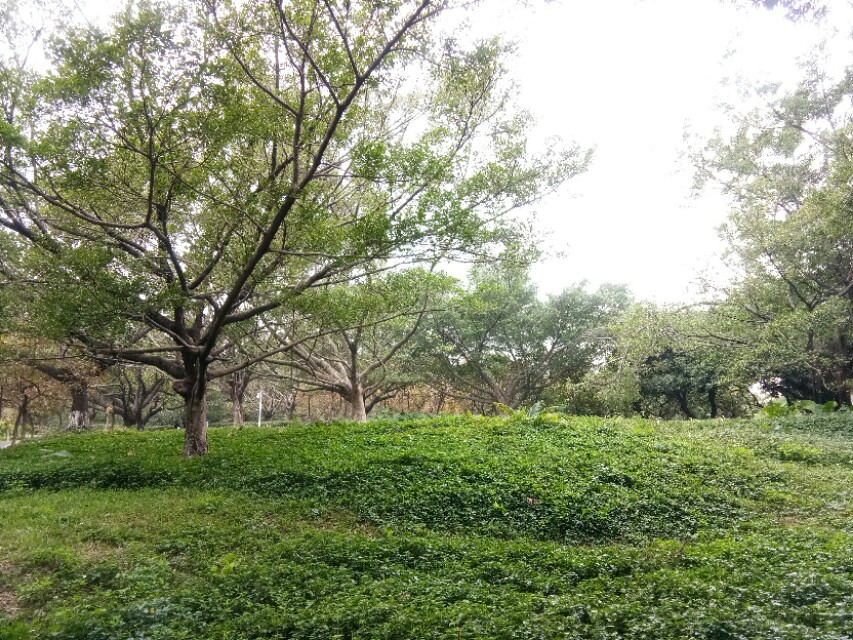 深圳宝安区灵芝公园航拍,宝安灵芝公园