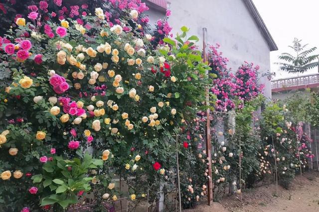 藤本月季不搭架可以爬墙吗,藤本月季放楼顶往下爬墙可以吗