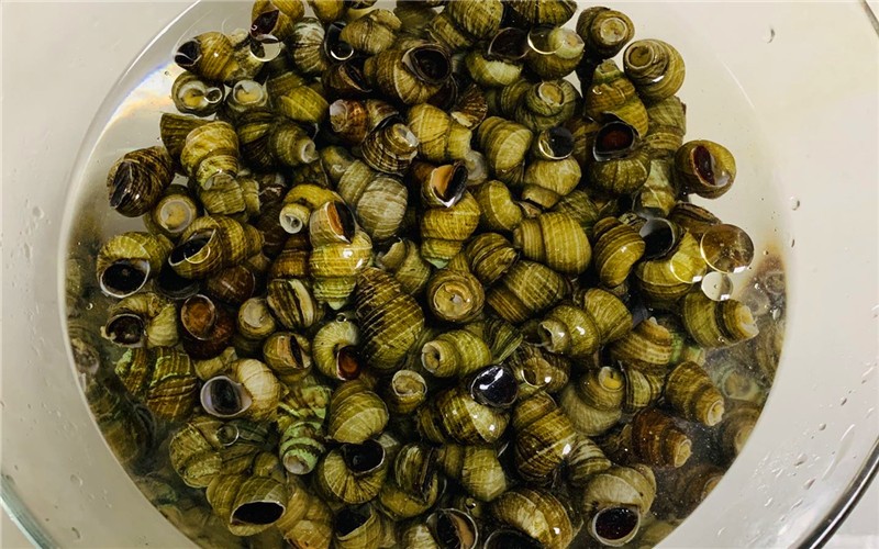 洗田螺放盐,有什么办法能让田螺吐沙吐得快些