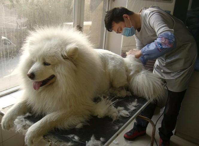 狗狗为什么抗拒洗澡,狗狗抗拒洗澡怎么办