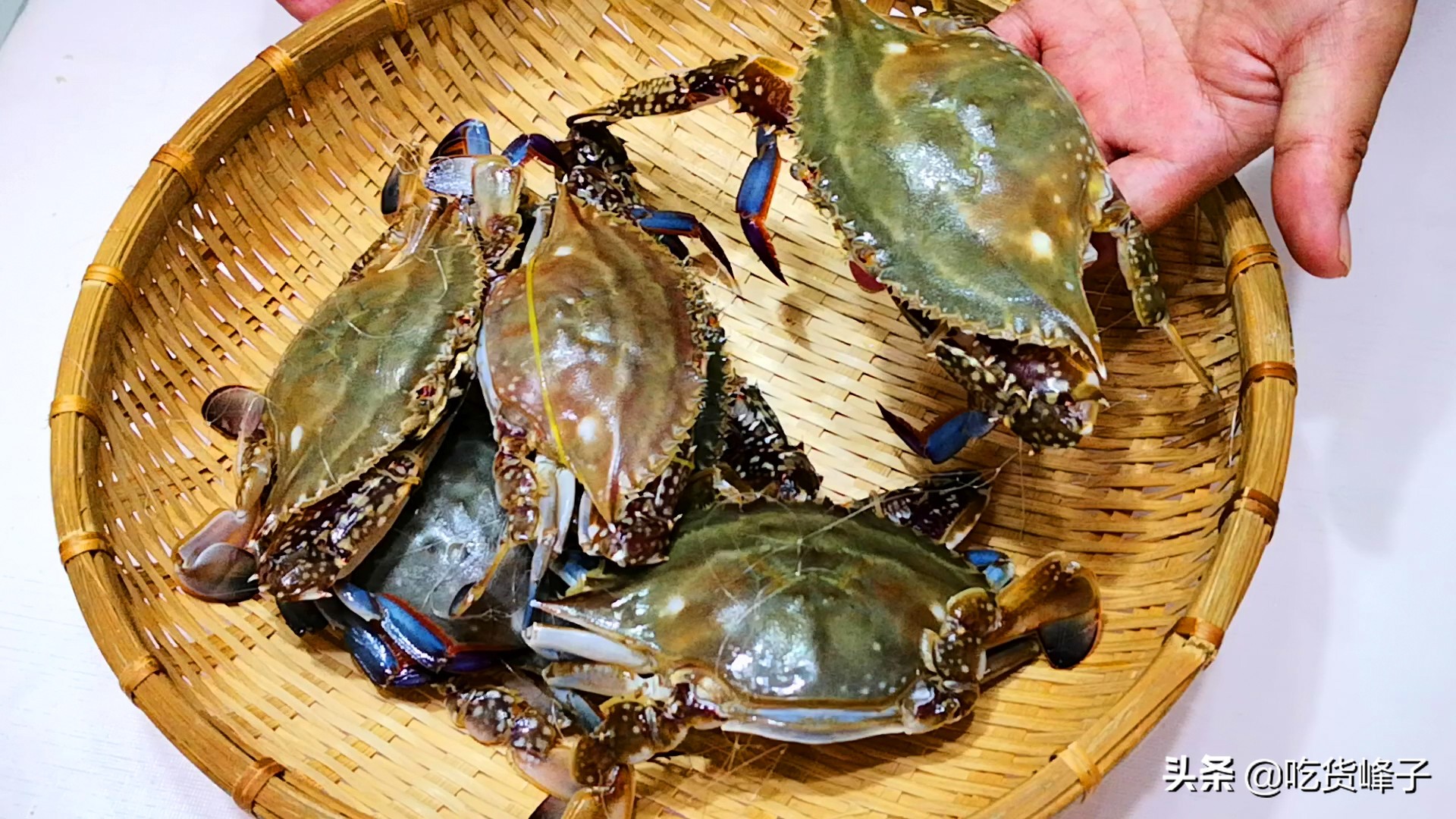 怎么挑选梭子蟹好吃,教你怎么挑梭子蟹