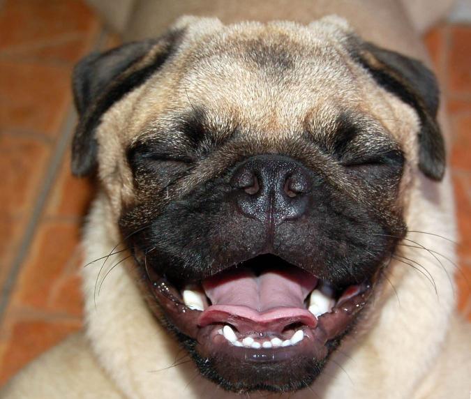 巴哥怎么养健康,怎么给巴哥快速补充营养