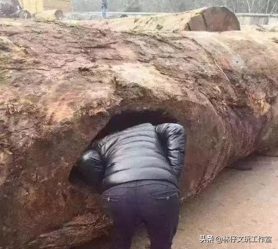 印度小叶紫檀千年树王,天价印度小叶紫檀树