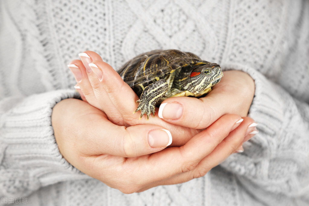 养龟六大忌新手养龟知识100条,养龟知识100条解决养龟常见问题