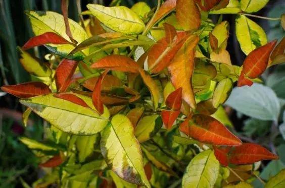 家庭棒棒糖花束制作教程,家庭园艺的制作方法