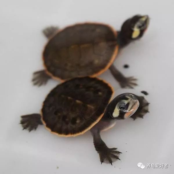 十个经验小法则让你养龟更轻松,养龟技巧视频教程全集