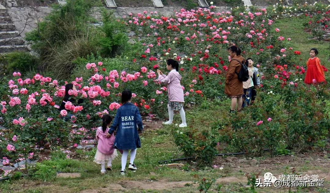 金堂三溪网红打卡景区,金堂免费打卡地