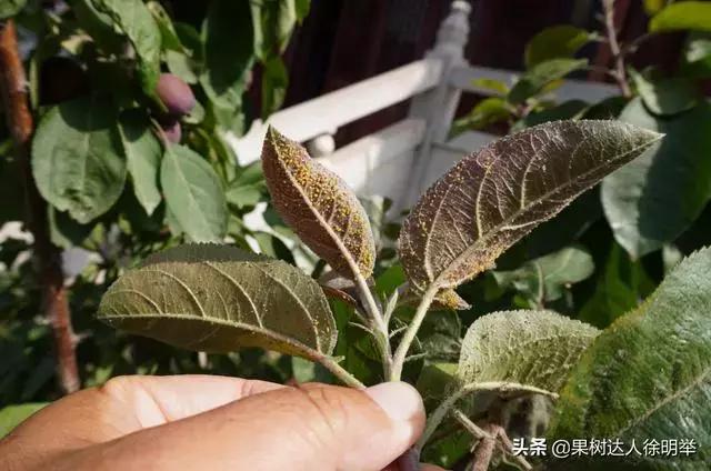 桃树蚜虫和红蜘蛛什么时间打药好,桃树什么时候打药防治火蜘蛛