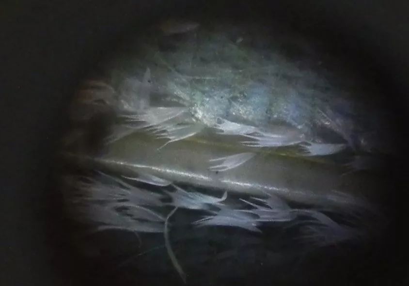 传说中的蛊虫真的有吗,传说中的扑棱蛾子