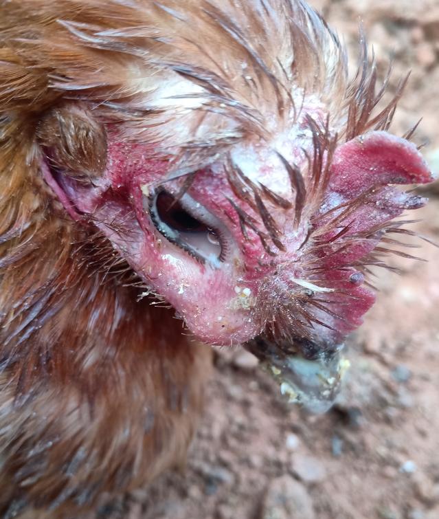 鸡发烧吃什么药效果好,鸡发烧用什么药物治疗有效