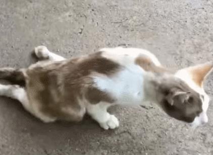 好好的猫咪突然瘸了是怎么回事,好好的猫突然掉了