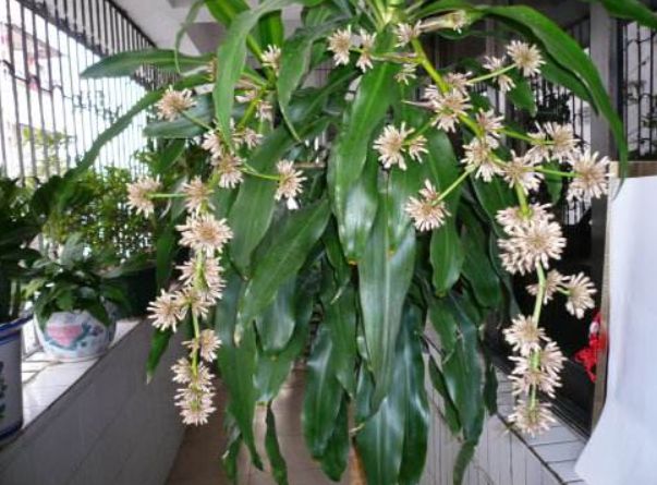 巴西铁树发蔫,巴西铁树开花太香人受不了怎么办