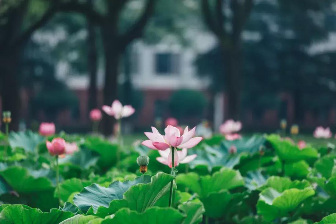 成都最美荷花池,成都荷花池有哪些