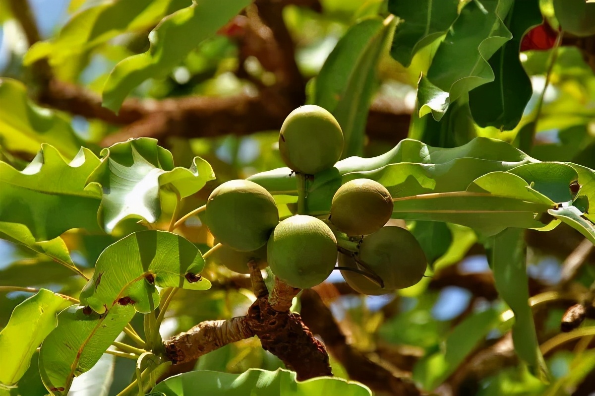 海豹油皮肤,海豹油外用美白效果怎么样