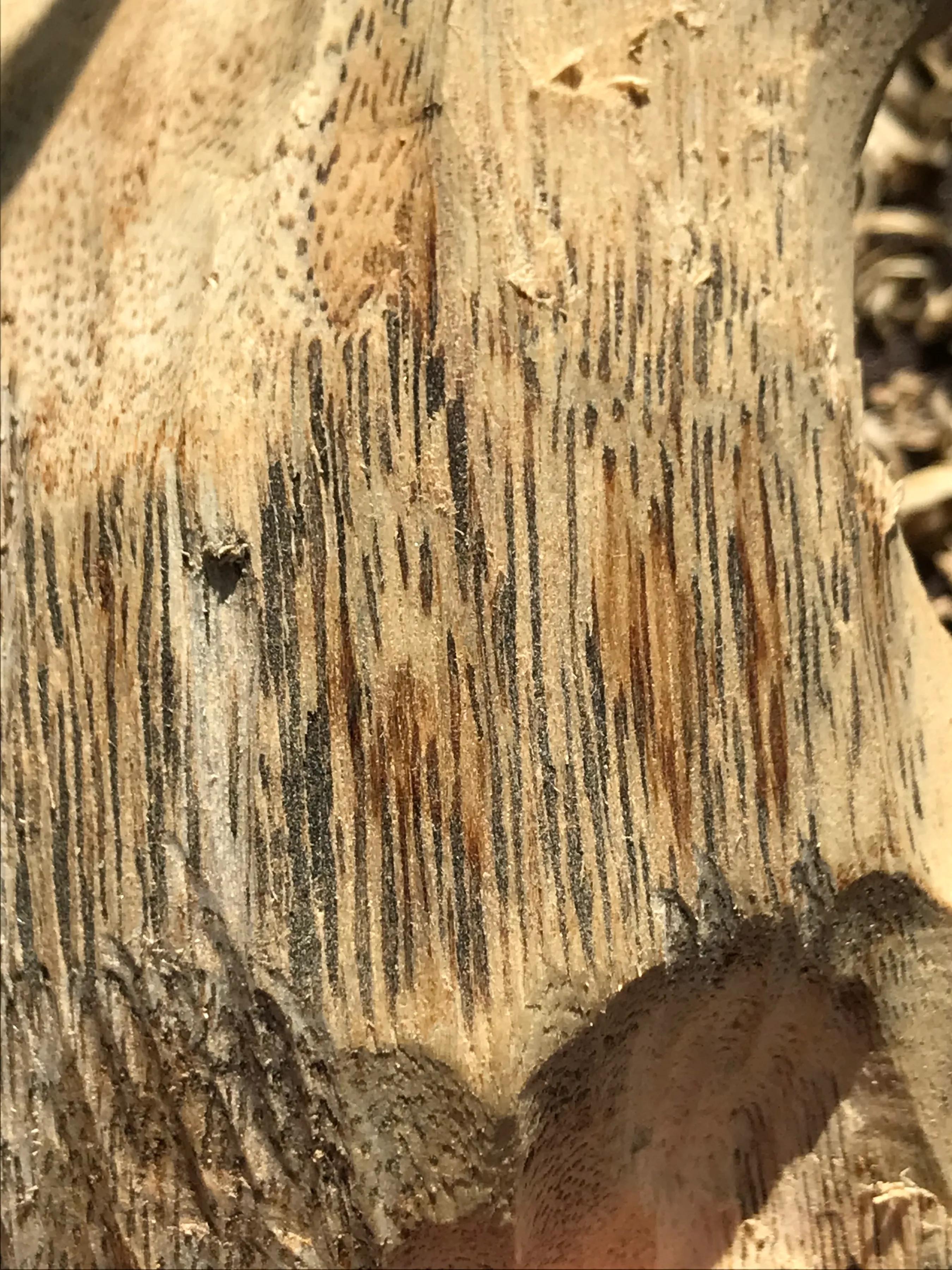 一颗珠子教你认识沉香,一颗珠子演绎音乐