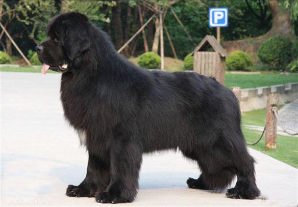 世上最罕见的狗品种图片,全世界狗品种视频