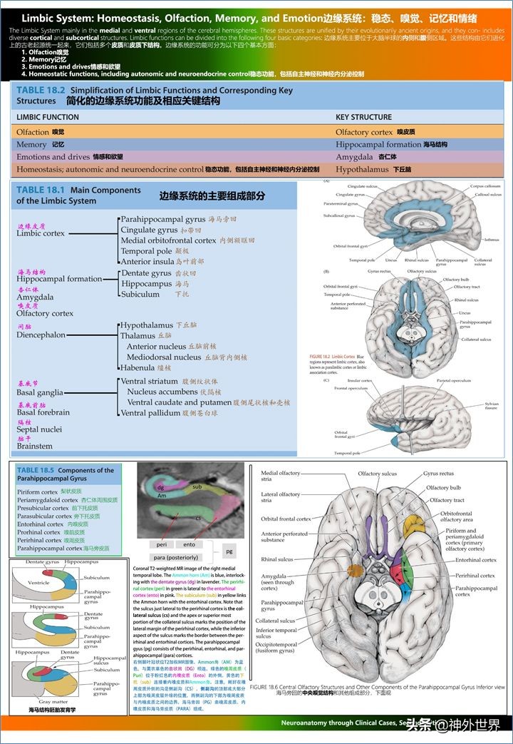 大脑皮质的功能定位总结,基础心理学神经系统的结构及功能