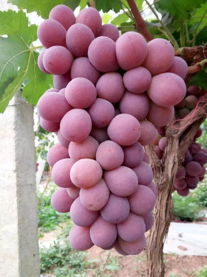 最推荐种植的葡萄品种,最好种植的葡萄品种