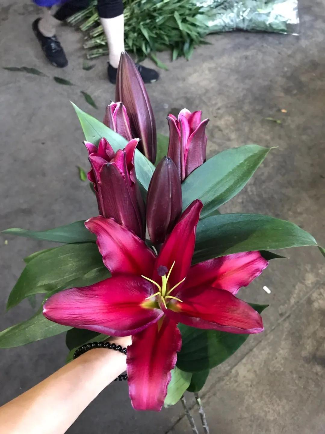 香水百合鲜切花云南鲜花基地,什么颜色的百合最好养活