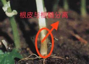 大棚秋葵种植技术大全,大棚种植秋葵一年可种几茬