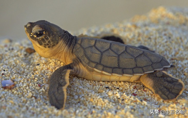 养龟推荐新手养法,养龟小知识学完后秒变养龟达人