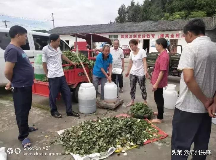 蔬菜果皮变废为宝做酵素,垃圾酵素的制作方法