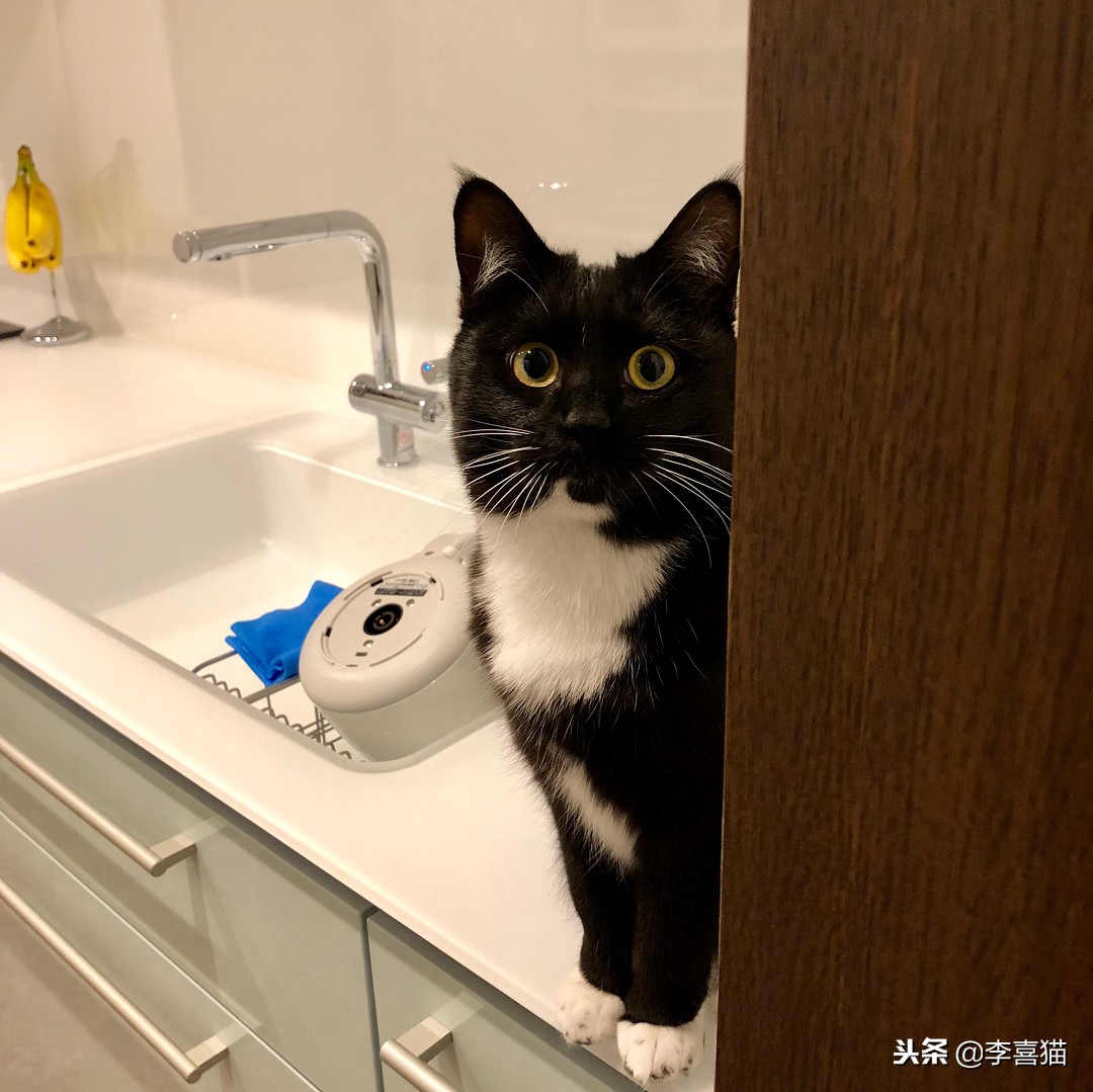 铲屎官们该怎样帮助猫咪过冬,小猫咪刚到新家需要铲屎吗