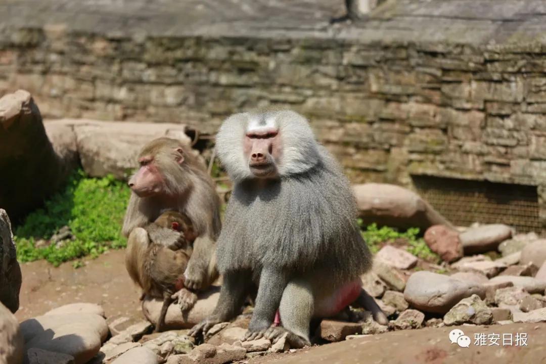 来雅安旅游,雅安二郎山休闲特色民宿