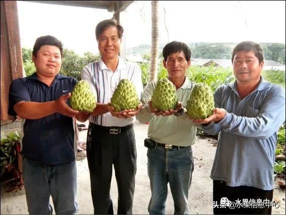 目前释迦最好的品种,粉色释迦
