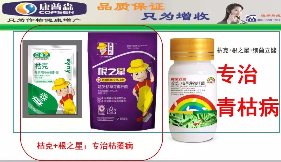 细菌感染治疗不彻底,作物细菌病害用什么药