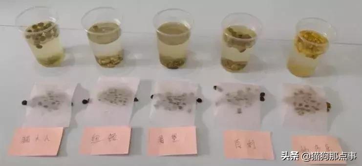 如何鉴别渴望六种鱼猫粮真假,宠率牌猫粮真实评价