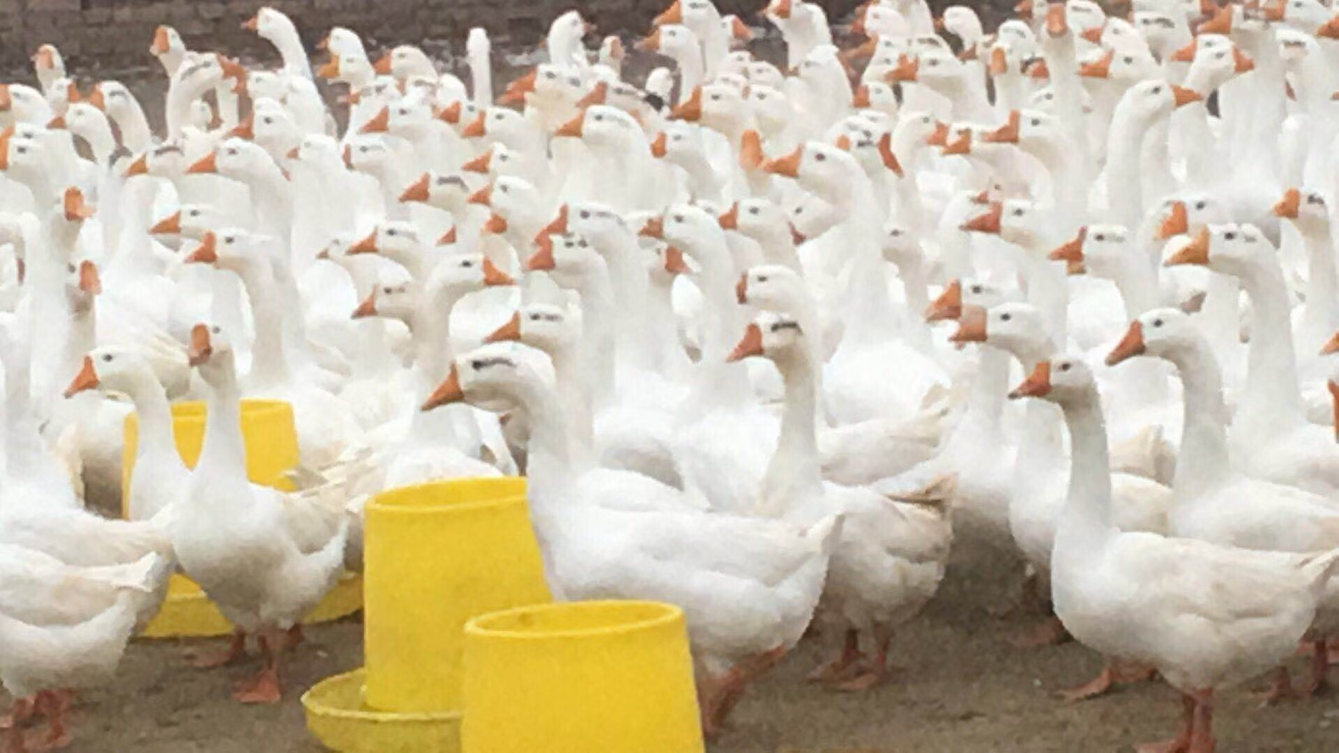 养鹅助力乡村振兴,养鹅致富脱贫