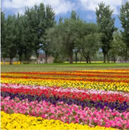 北京丰台五一旅游最佳去处,丰台区赏花景点