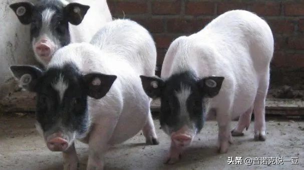 2022年农村养殖什么最赚钱,在广西农村养殖什么最赚钱