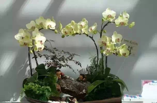 极品中的精品兰花,带你回忆天价兰花蕙兰篇