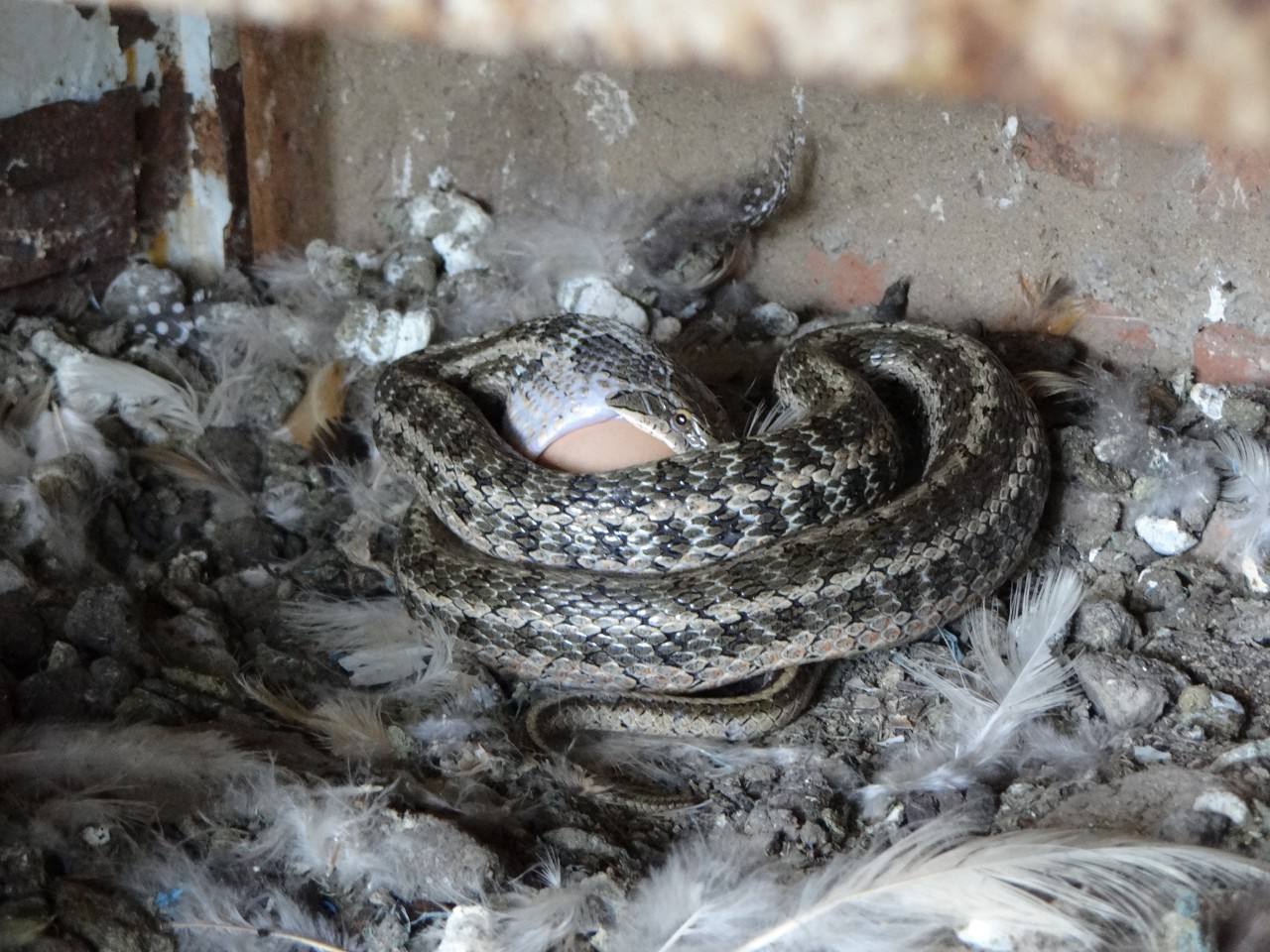 农村如何防止蛇往屋里爬,怎么防止蛇跑到家里来