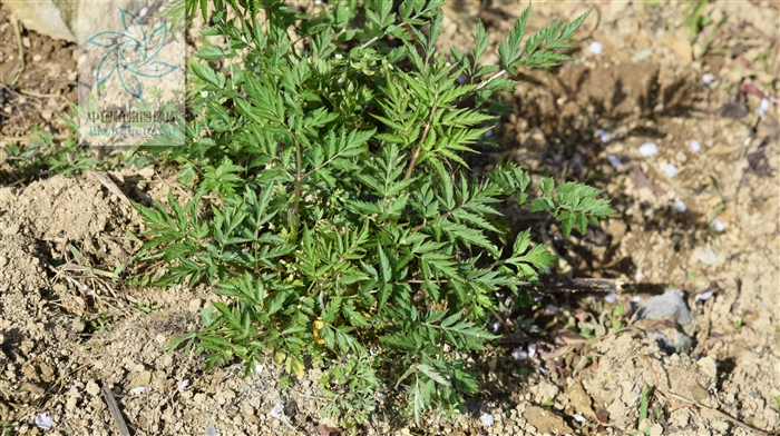 藁本神农本草经,神农本草经葛根原文
